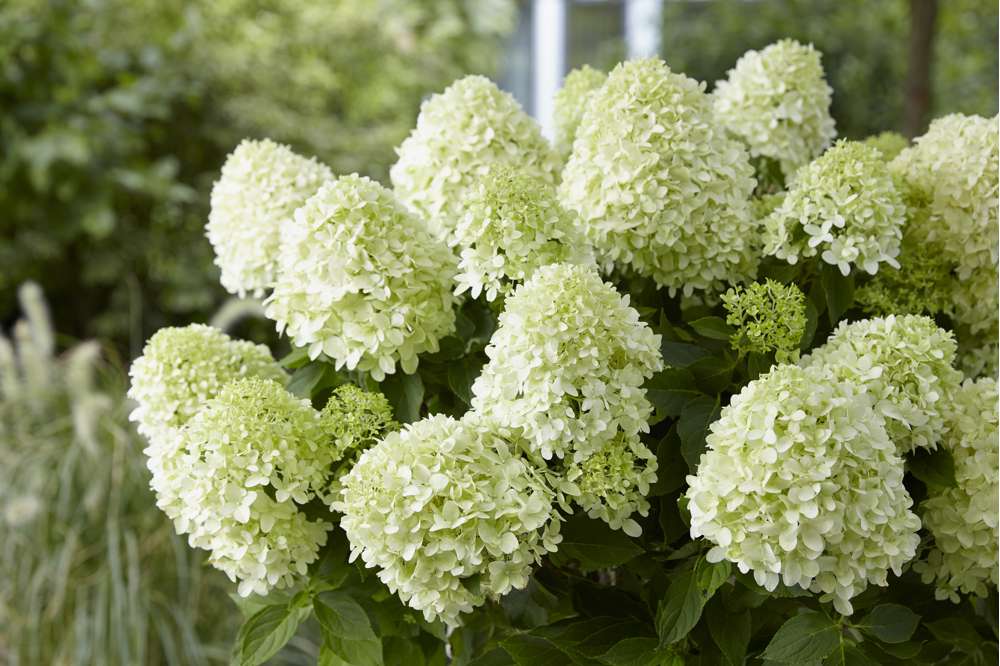 Hortensia 'Little Spooky'